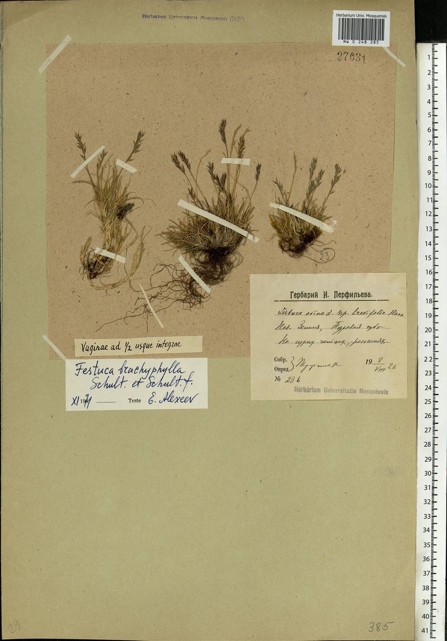 Festuca brachyphylla Schult. & Schult.f., Eastern Europe, Northern region (E1) (Russia)
