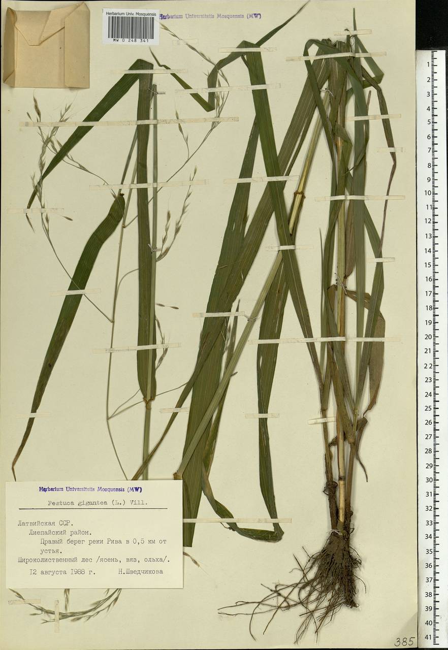 Lolium giganteum (L.) Darbysh., Eastern Europe, Latvia (E2b) (Latvia)