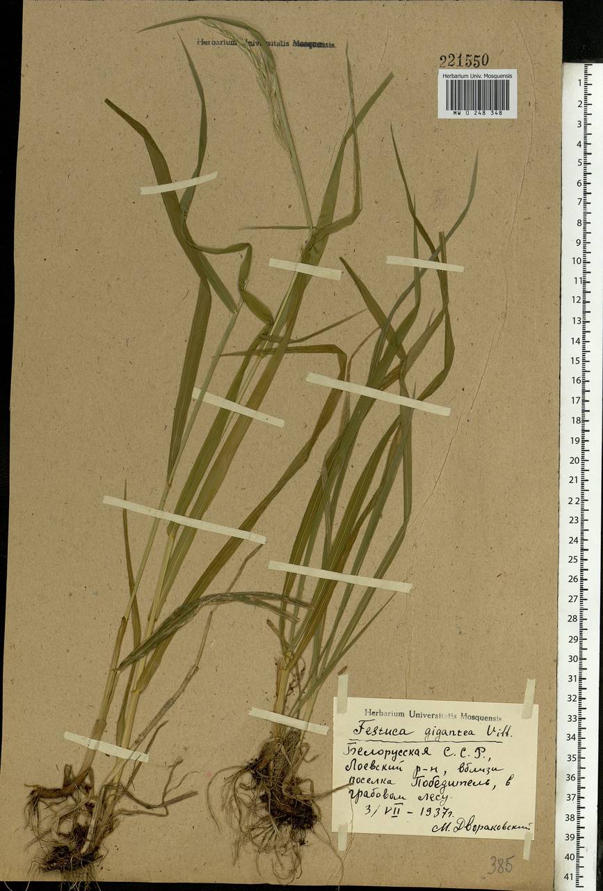 Lolium giganteum (L.) Darbysh., Eastern Europe, Belarus (E3a) (Belarus)