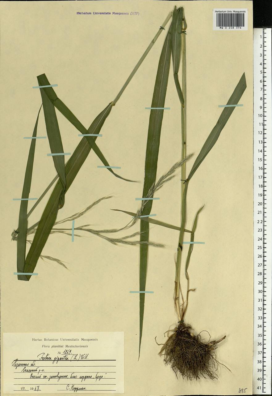 Lolium giganteum (L.) Darbysh., Eastern Europe, Central region (E4) (Russia)