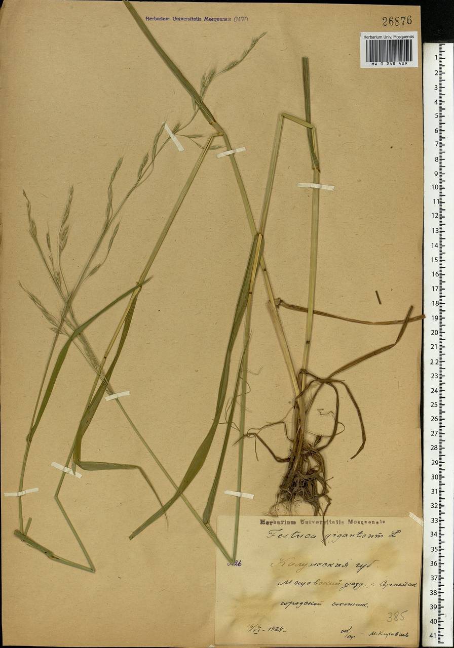 Lolium giganteum (L.) Darbysh., Eastern Europe, Central region (E4) (Russia)