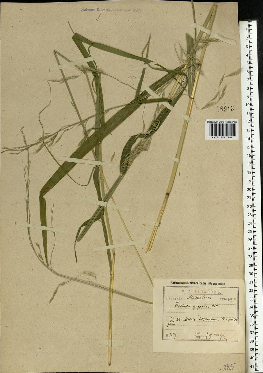 Lolium giganteum (L.) Darbysh., Eastern Europe, Moscow region (E4a) (Russia)