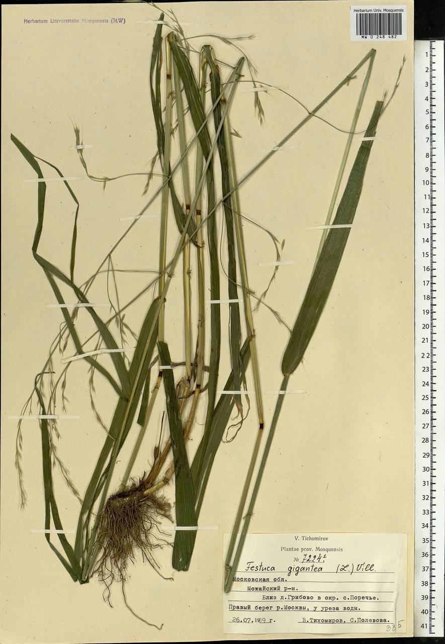 Lolium giganteum (L.) Darbysh., Eastern Europe, Moscow region (E4a) (Russia)