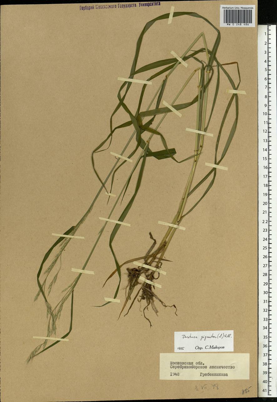 Lolium giganteum (L.) Darbysh., Eastern Europe, Moscow region (E4a) (Russia)