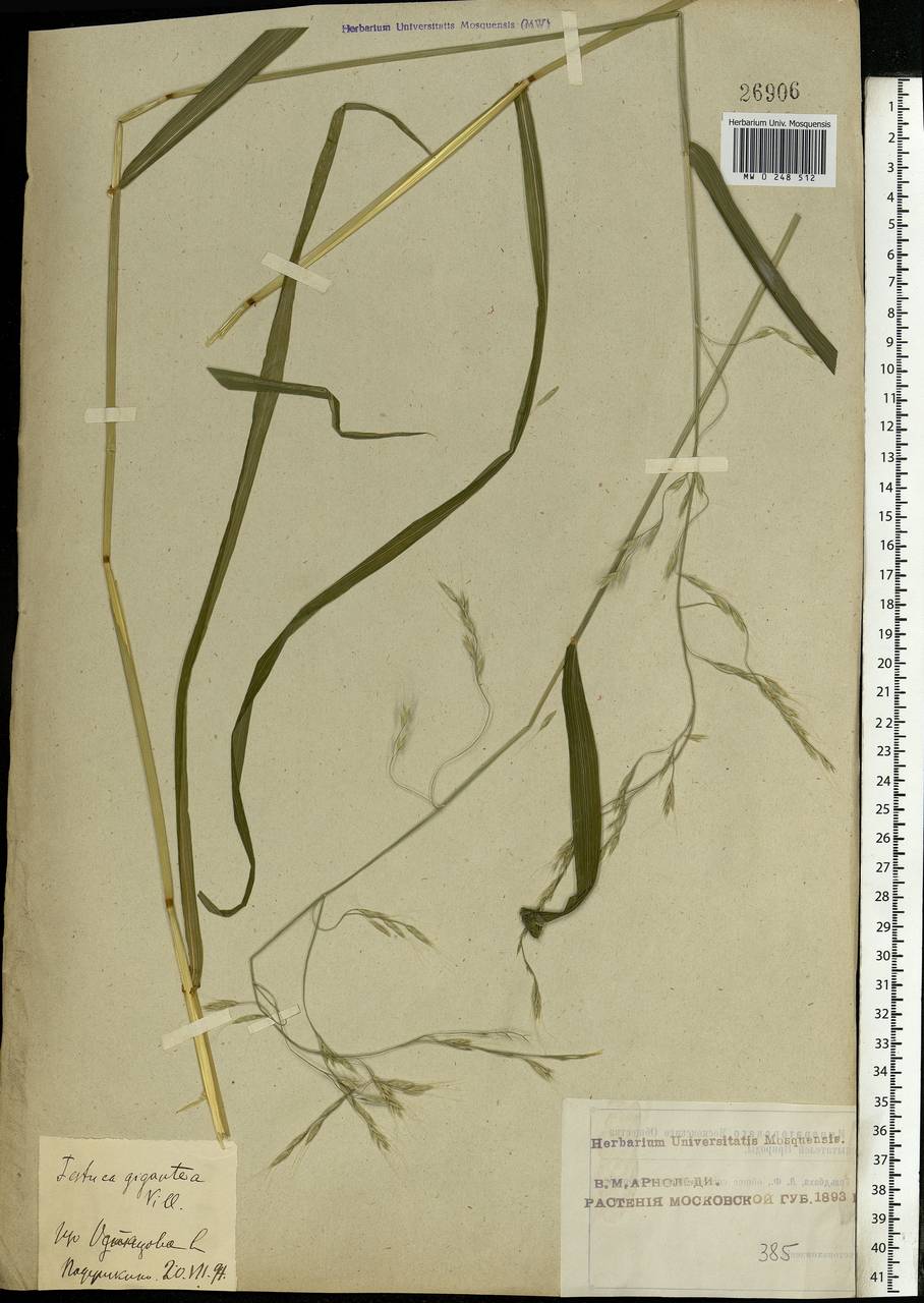 Lolium giganteum (L.) Darbysh., Eastern Europe, Moscow region (E4a) (Russia)