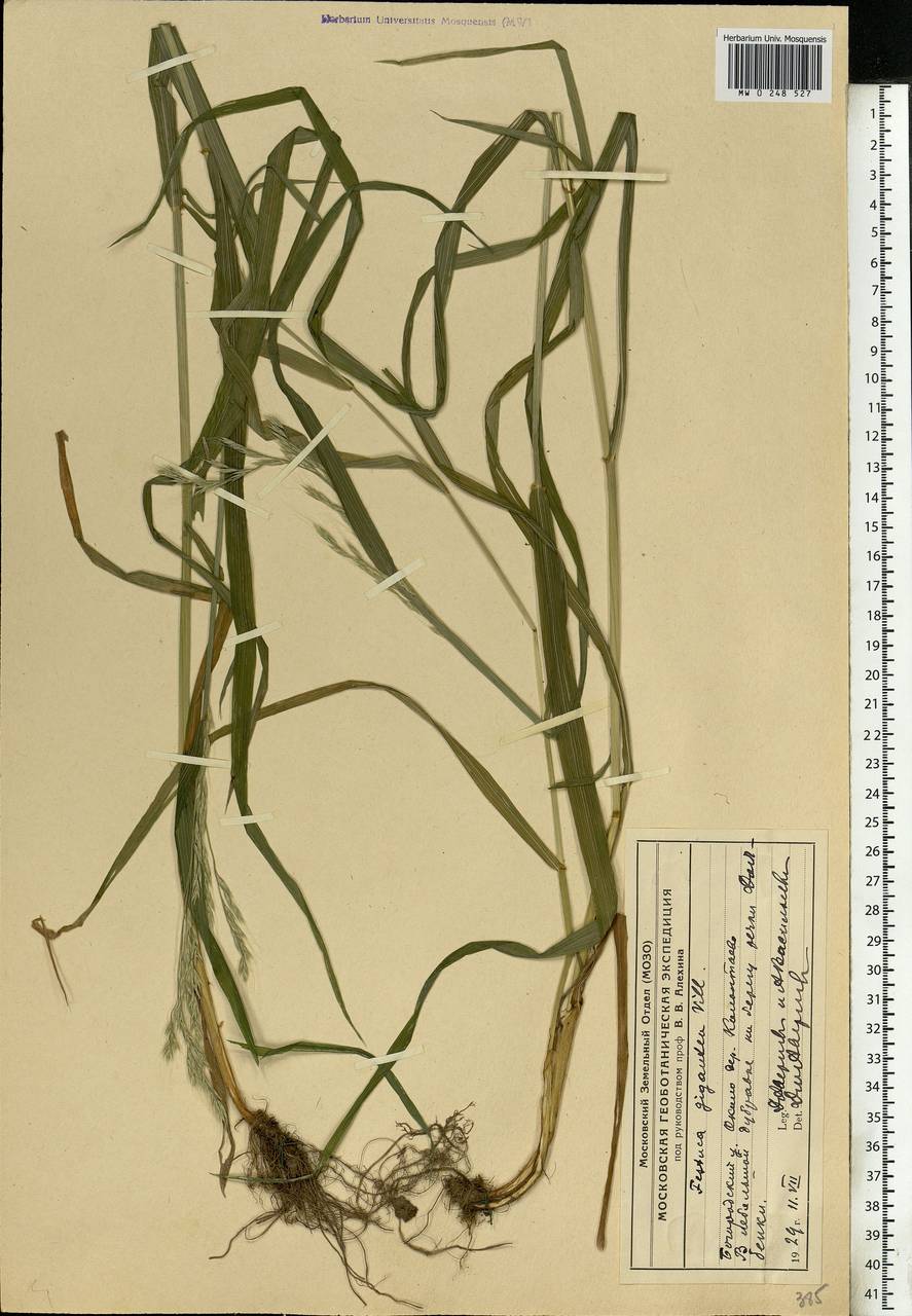 Lolium giganteum (L.) Darbysh., Eastern Europe, Moscow region (E4a) (Russia)