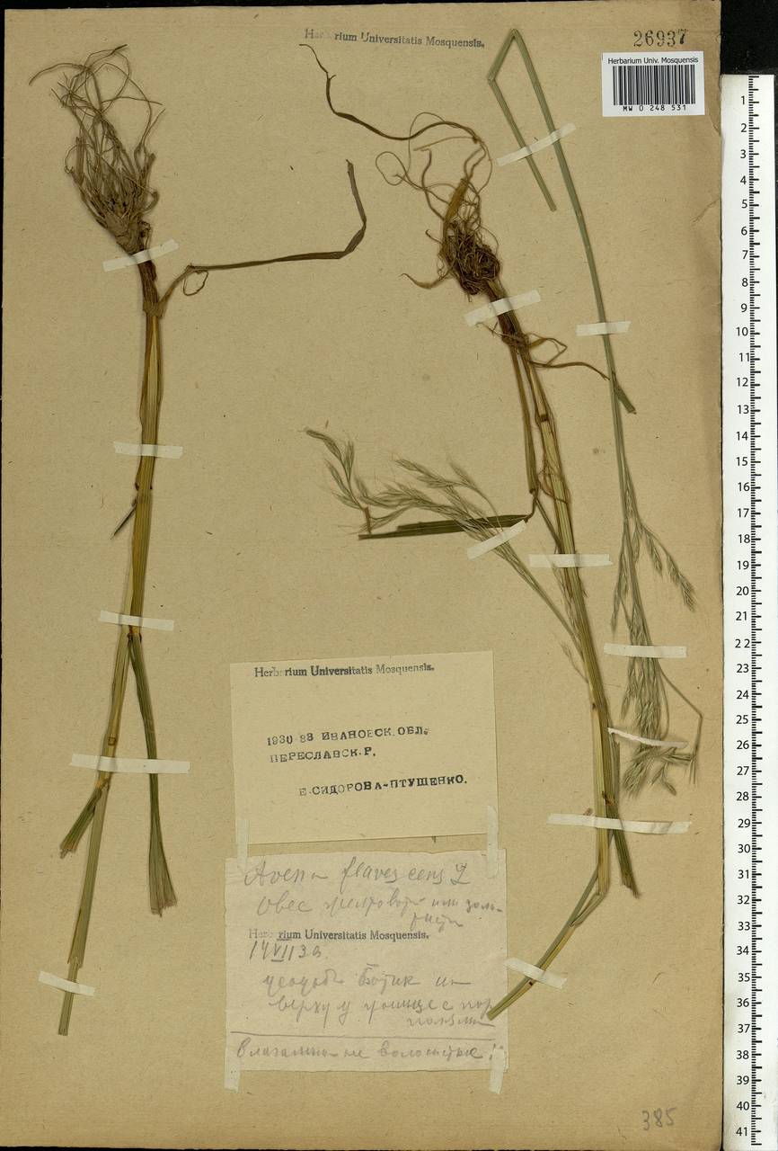 Lolium giganteum (L.) Darbysh., Eastern Europe, Central forest region (E5) (Russia)