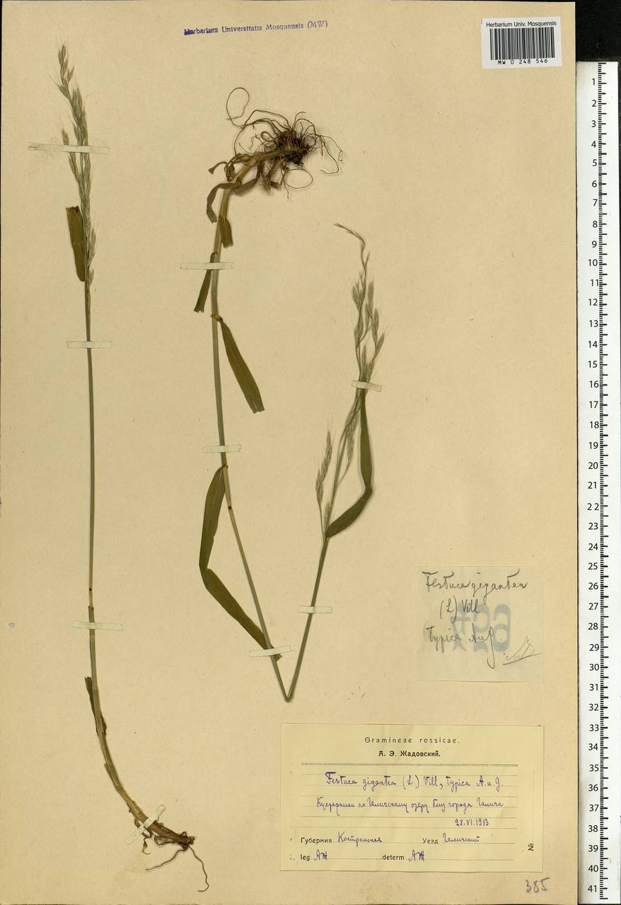 Lolium giganteum (L.) Darbysh., Eastern Europe, Central forest region (E5) (Russia)