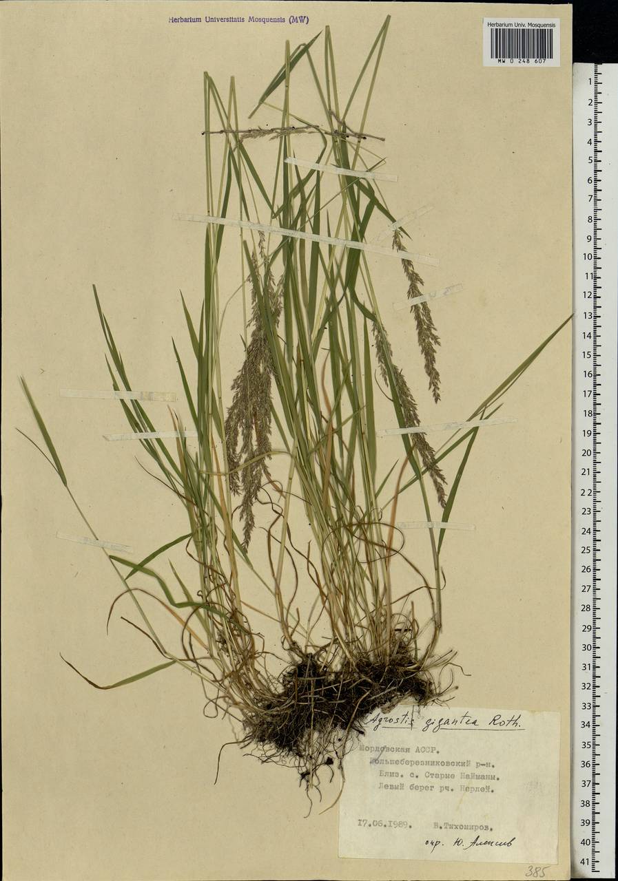 Agrostis gigantea Roth, Eastern Europe, Middle Volga region (E8) (Russia)