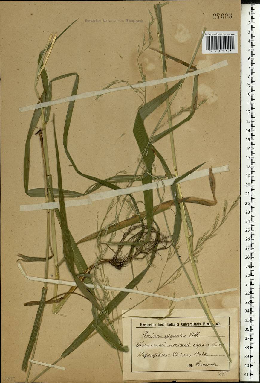 Lolium giganteum (L.) Darbysh., Eastern Europe, Lower Volga region (E9) (Russia)