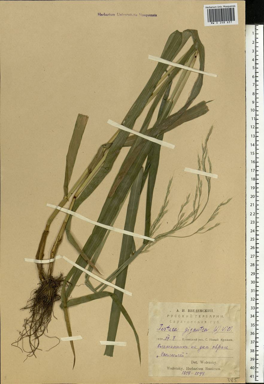 Lolium giganteum (L.) Darbysh., Eastern Europe, Middle Volga region (E8) (Russia)