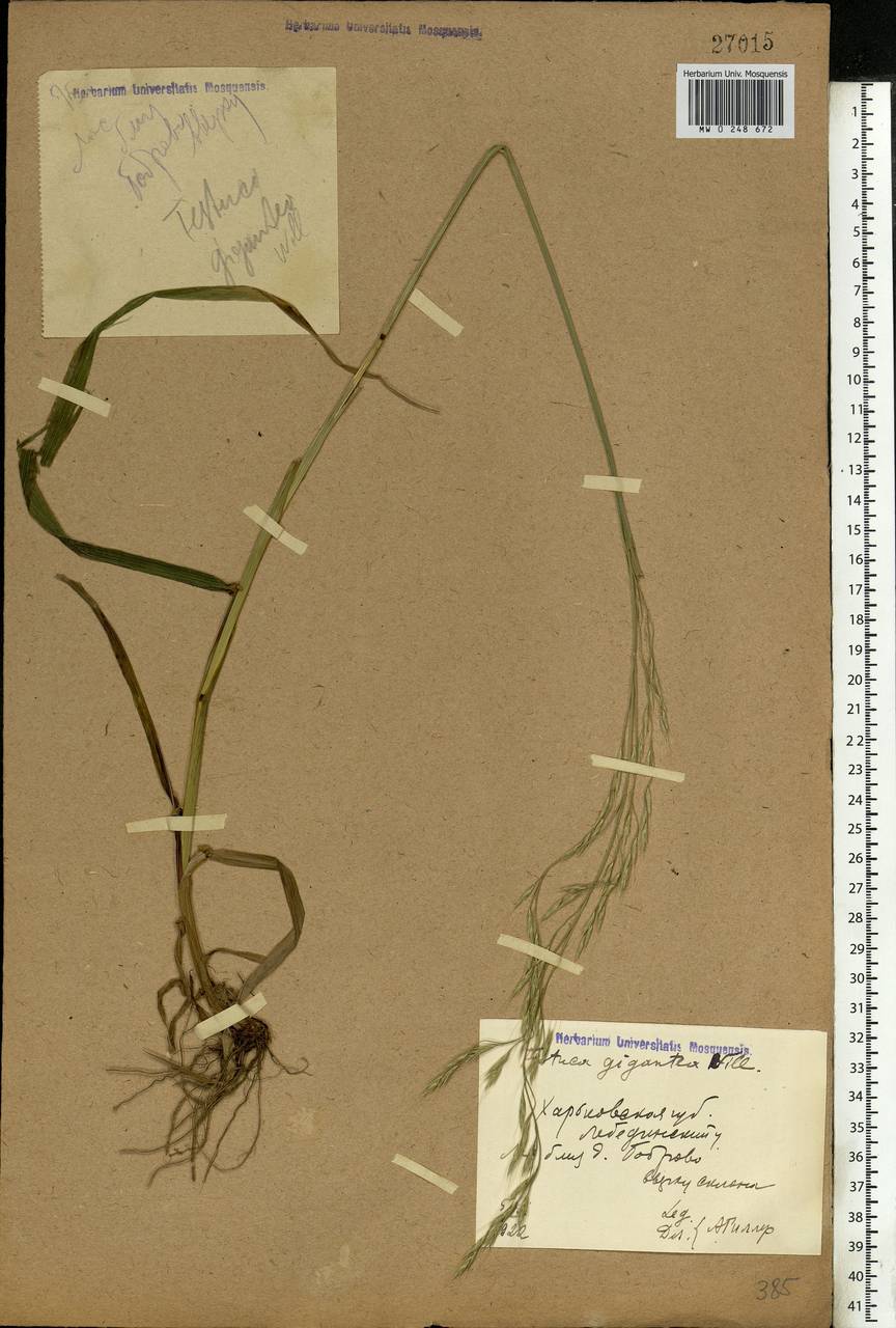 Lolium giganteum (L.) Darbysh., Eastern Europe, North Ukrainian region (E11) (Ukraine)