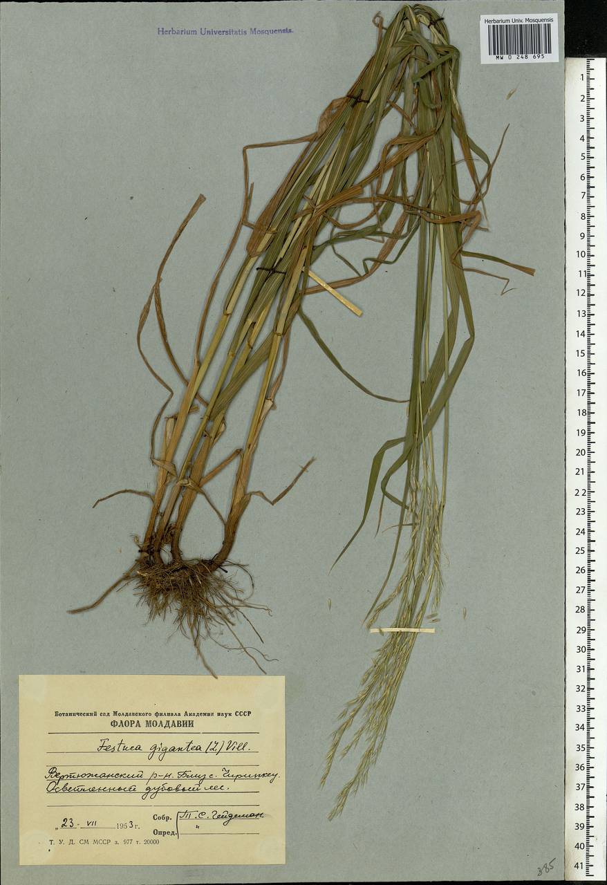 Lolium giganteum (L.) Darbysh., Eastern Europe, Moldova (E13a) (Moldova)
