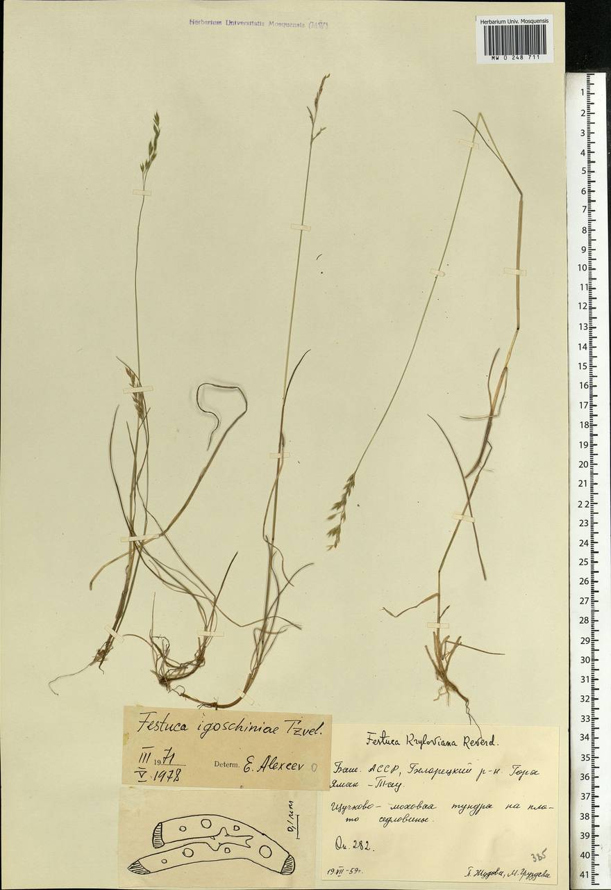 Festuca igoschiniae Tzvelev, Eastern Europe, Eastern region (E10) (Russia)
