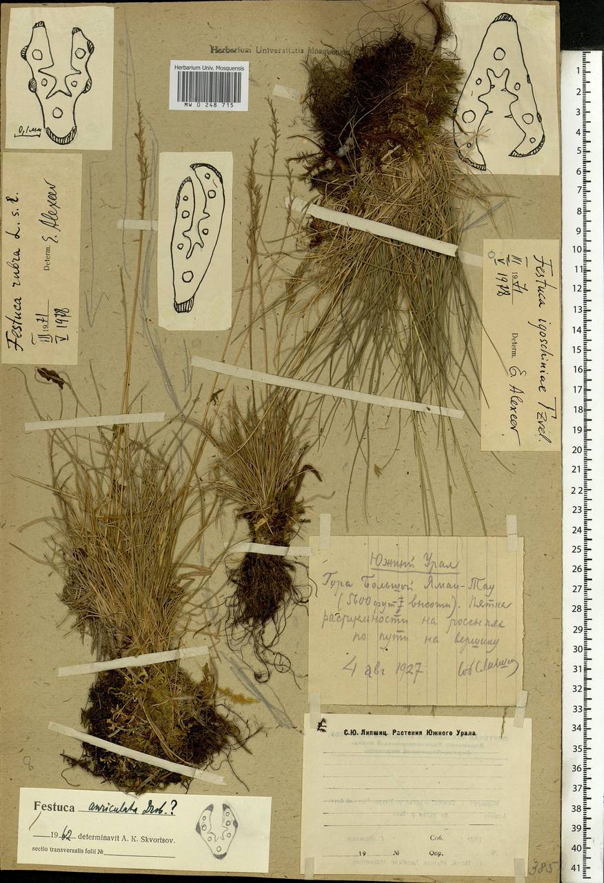 Festuca igoschiniae Tzvelev, Eastern Europe, Eastern region (E10) (Russia)
