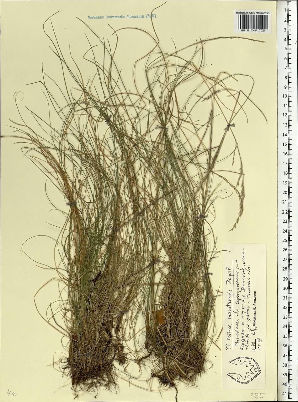 Festuca makutrensis Zapal., Eastern Europe, Moscow region (E4a) (Russia)