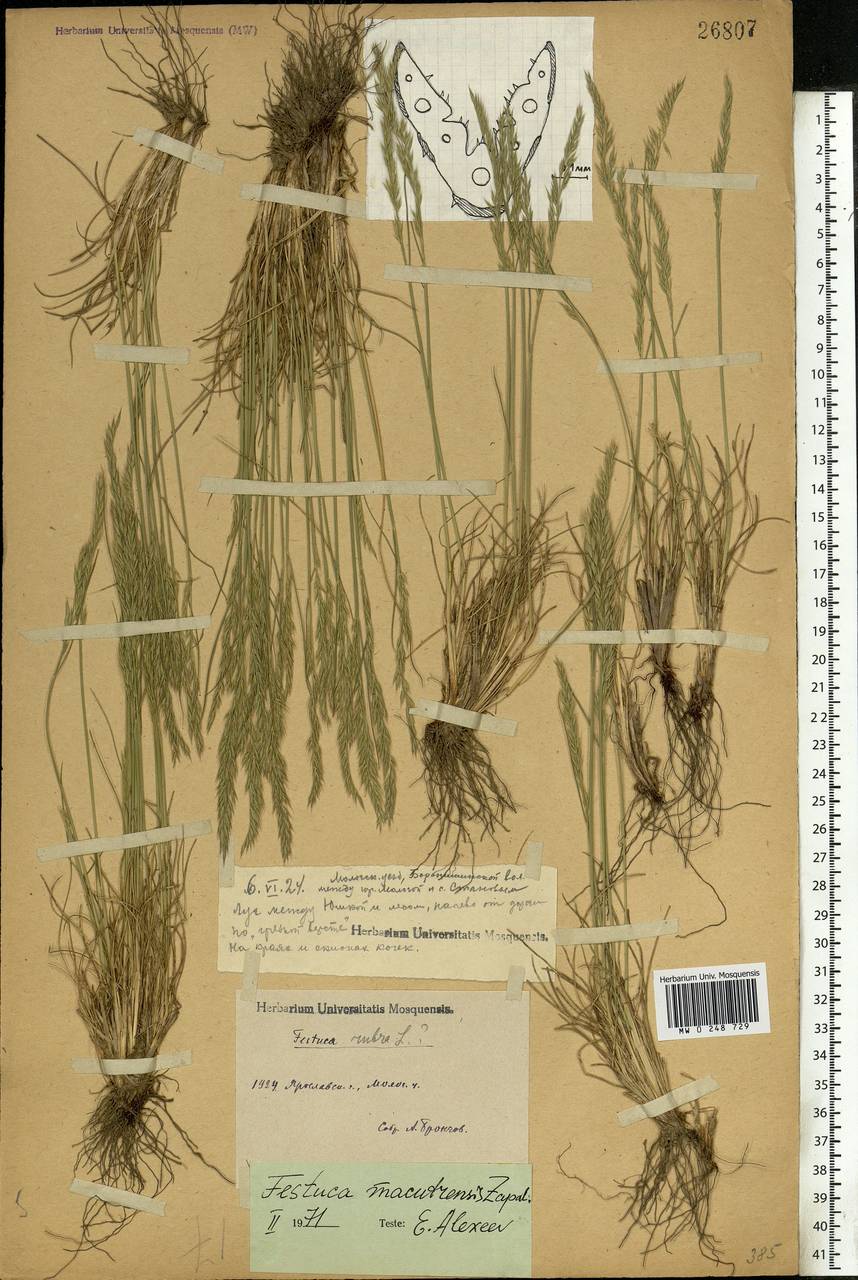 Festuca makutrensis Zapal., Eastern Europe, Central forest region (E5) (Russia)