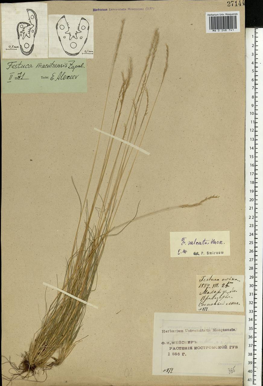 Festuca makutrensis Zapal., Eastern Europe, Central forest region (E5) (Russia)