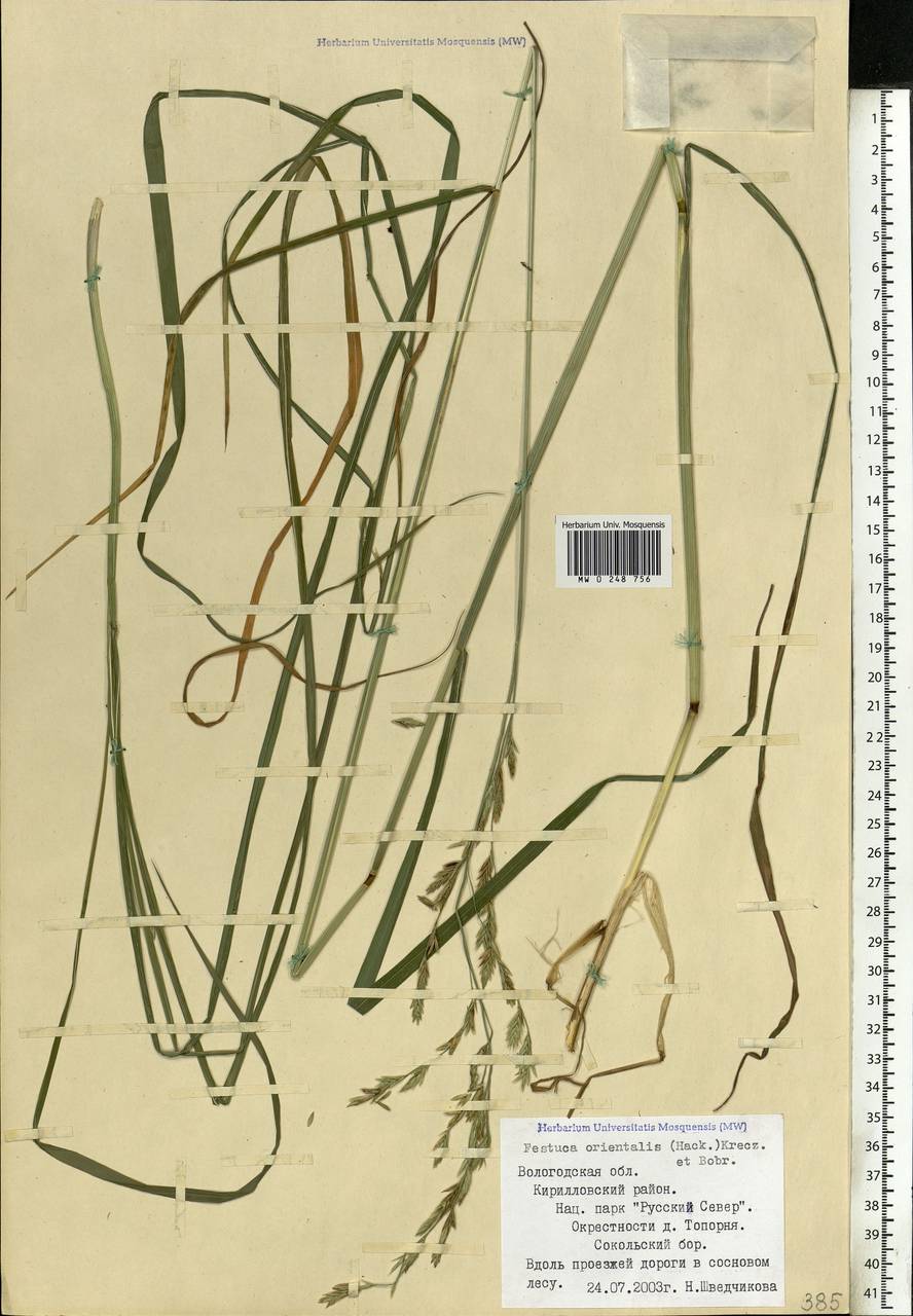 Festuca orientalis (Boiss.) B.Fedtsch., Eastern Europe, Northern region (E1) (Russia)