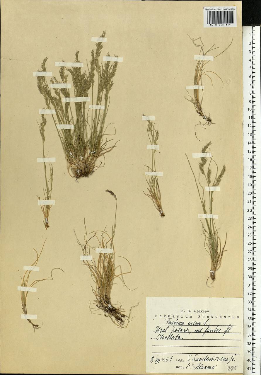 Festuca ovina L., Siberia, Western Siberia (S1) (Russia)