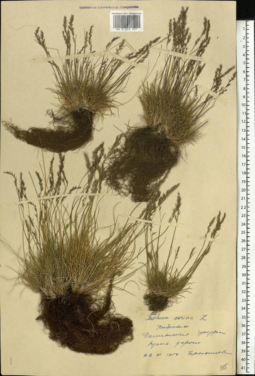 Festuca ovina L., Eastern Europe, Northern region (E1) (Russia)