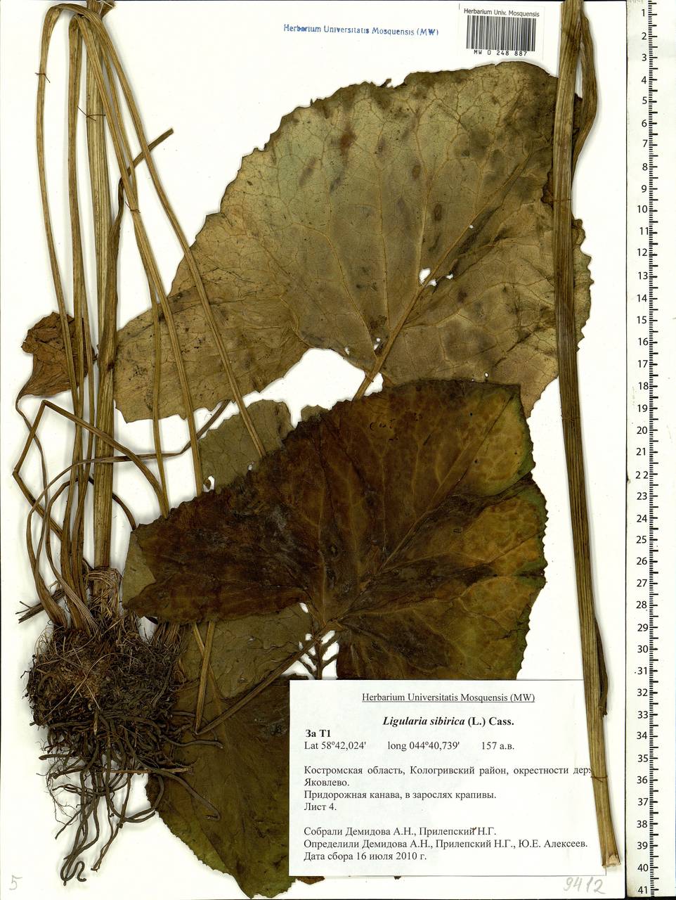 Ligularia sibirica (L.) Cass., Eastern Europe, Central forest region (E5) (Russia)