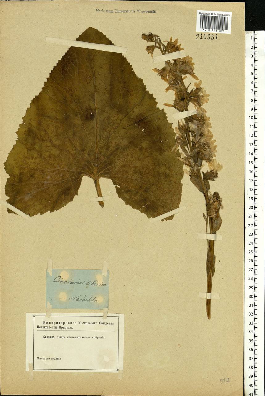 Ligularia sibirica (L.) Cass., Eastern Europe, Central forest region (E5) (Russia)