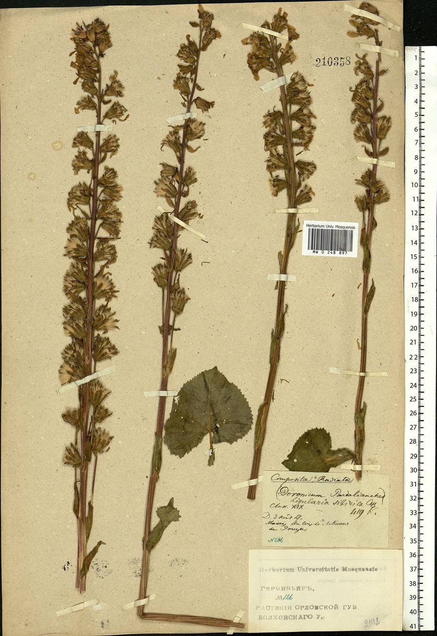 Ligularia sibirica (L.) Cass., Eastern Europe, Central forest-and-steppe region (E6) (Russia)