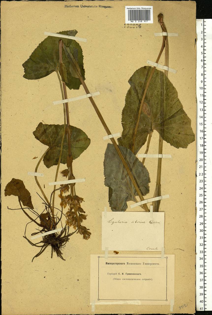 Ligularia sibirica (L.) Cass., Eastern Europe, Eastern region (E10) (Russia)