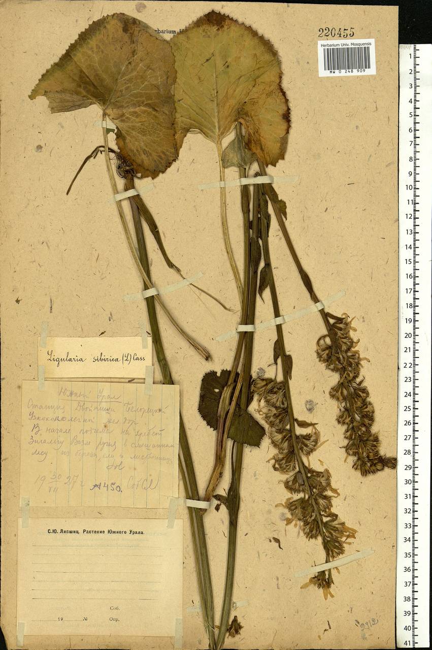 Ligularia sibirica (L.) Cass., Eastern Europe, Eastern region (E10) (Russia)