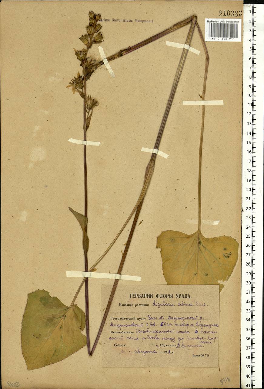 Ligularia sibirica (L.) Cass., Eastern Europe, Eastern region (E10) (Russia)