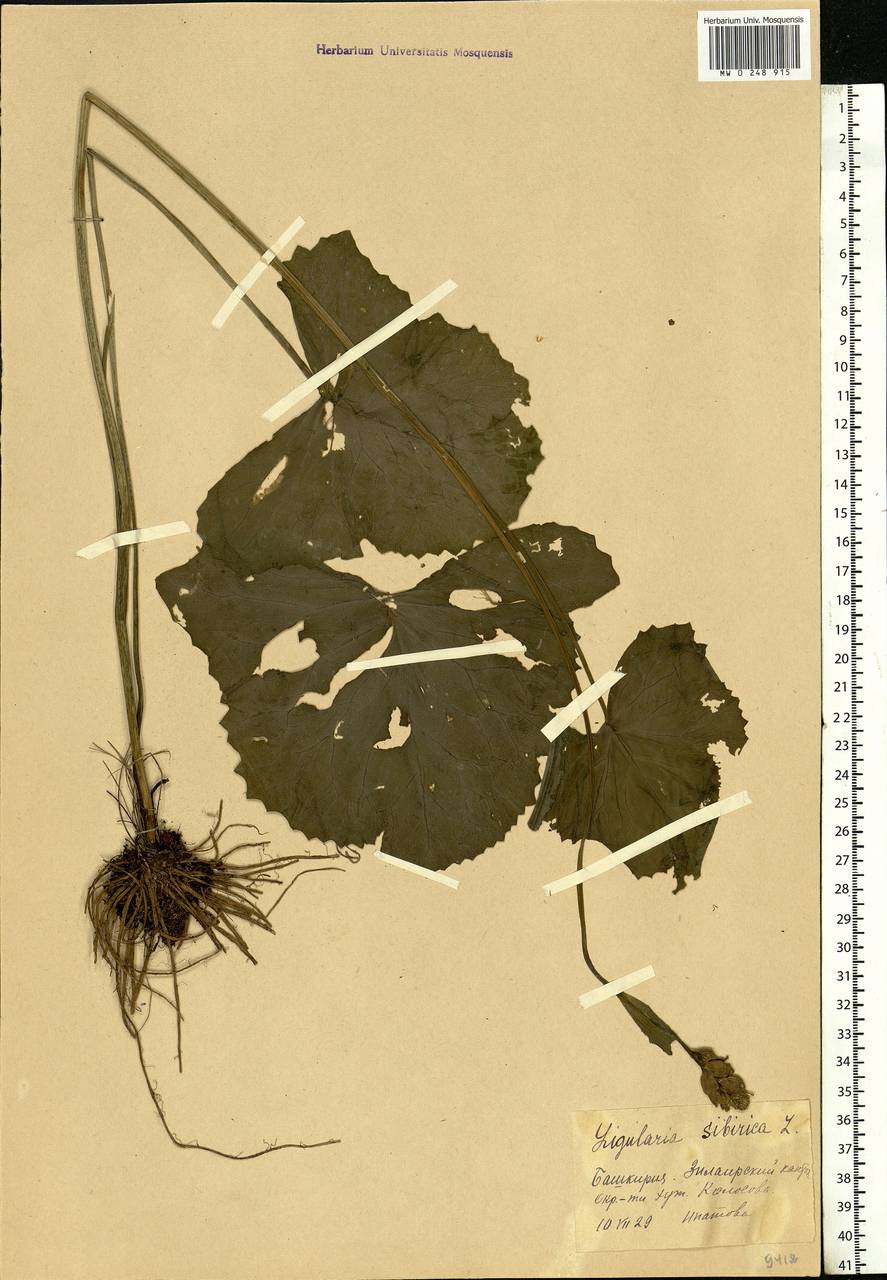 Ligularia sibirica (L.) Cass., Eastern Europe, Eastern region (E10) (Russia)