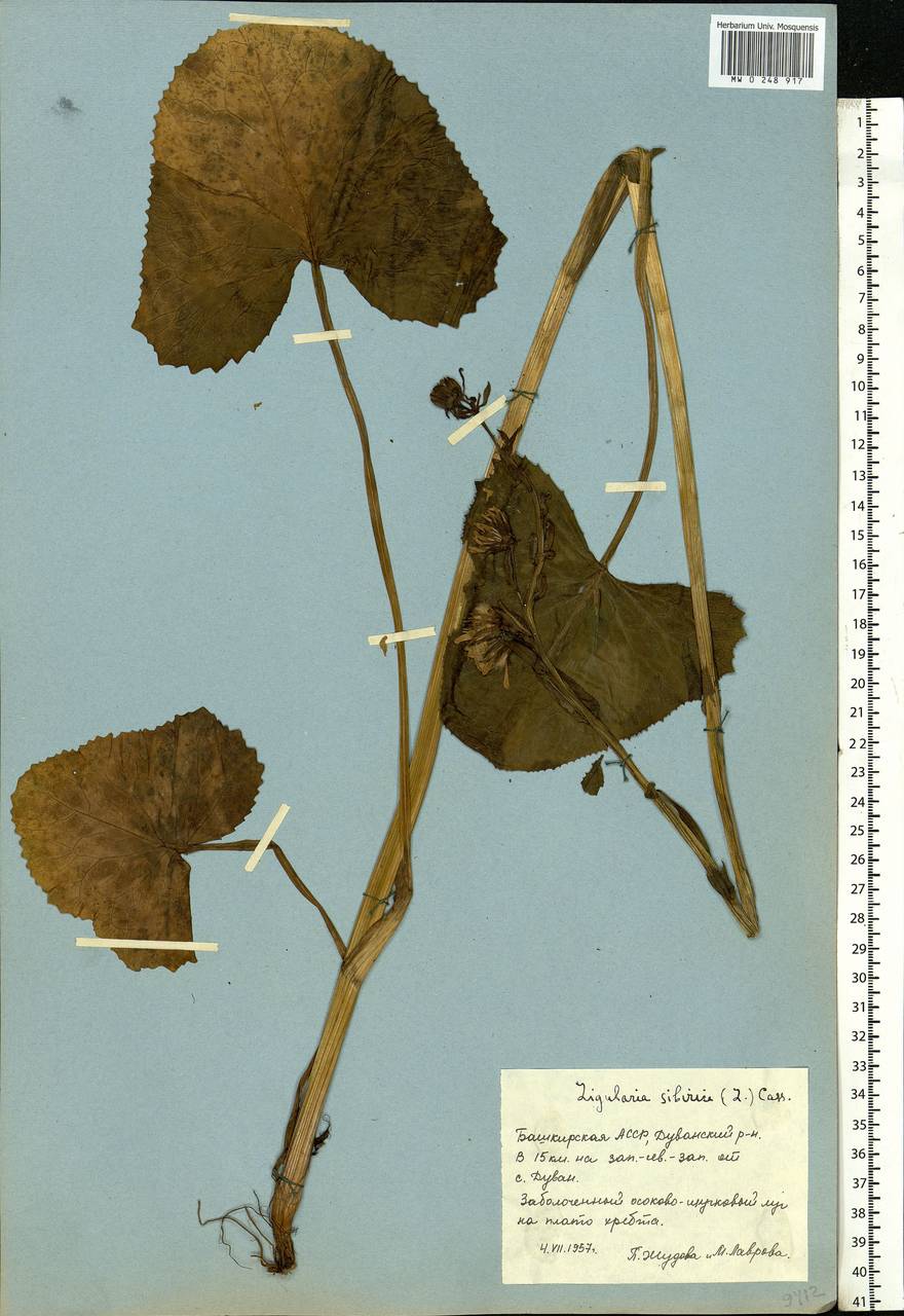 Ligularia sibirica (L.) Cass., Eastern Europe, Eastern region (E10) (Russia)