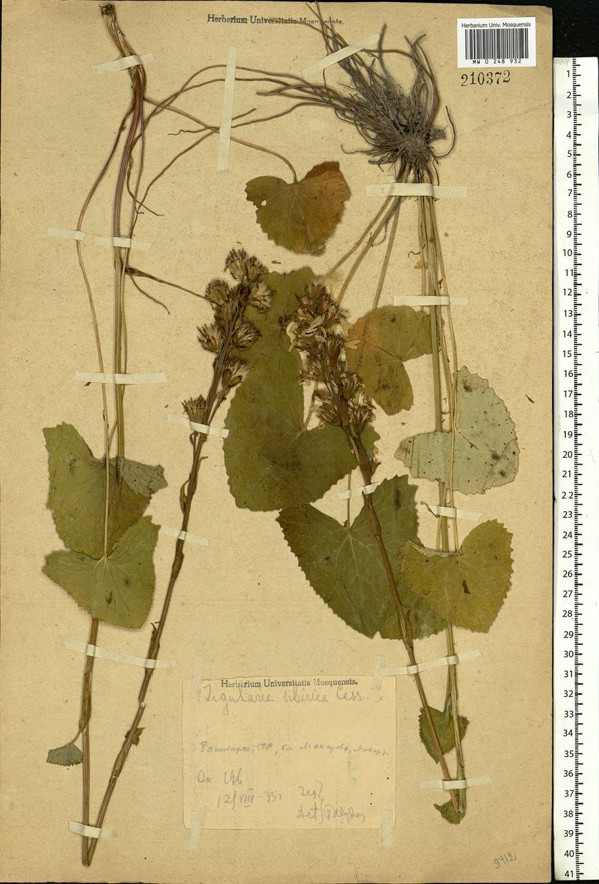 Ligularia sibirica (L.) Cass., Eastern Europe, Eastern region (E10) (Russia)