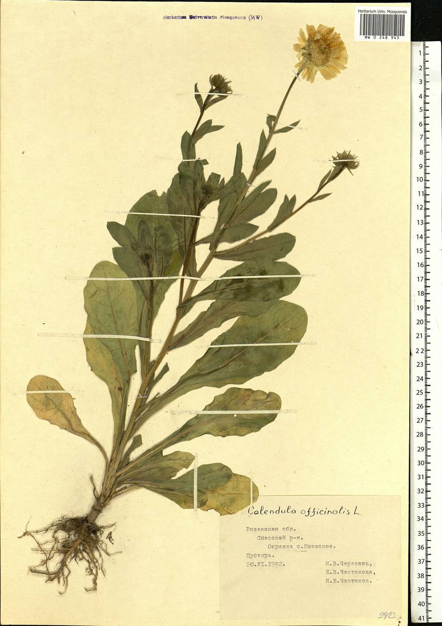 Calendula officinalis L., Eastern Europe, Central region (E4) (Russia)