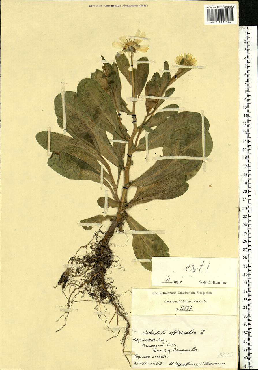 Calendula officinalis L., Eastern Europe, Central region (E4) (Russia)