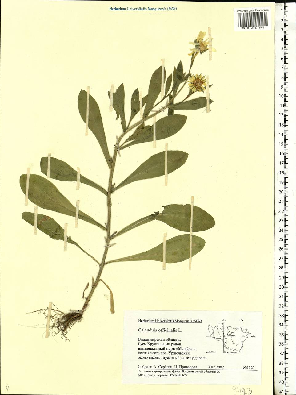 Calendula officinalis L., Eastern Europe, Central region (E4) (Russia)
