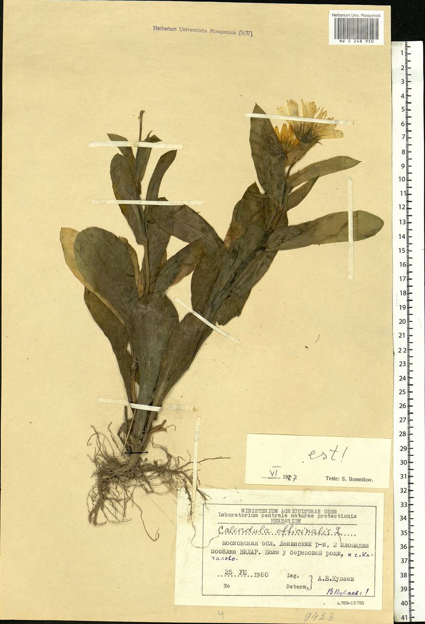 Calendula officinalis L., Eastern Europe, Moscow region (E4a) (Russia)