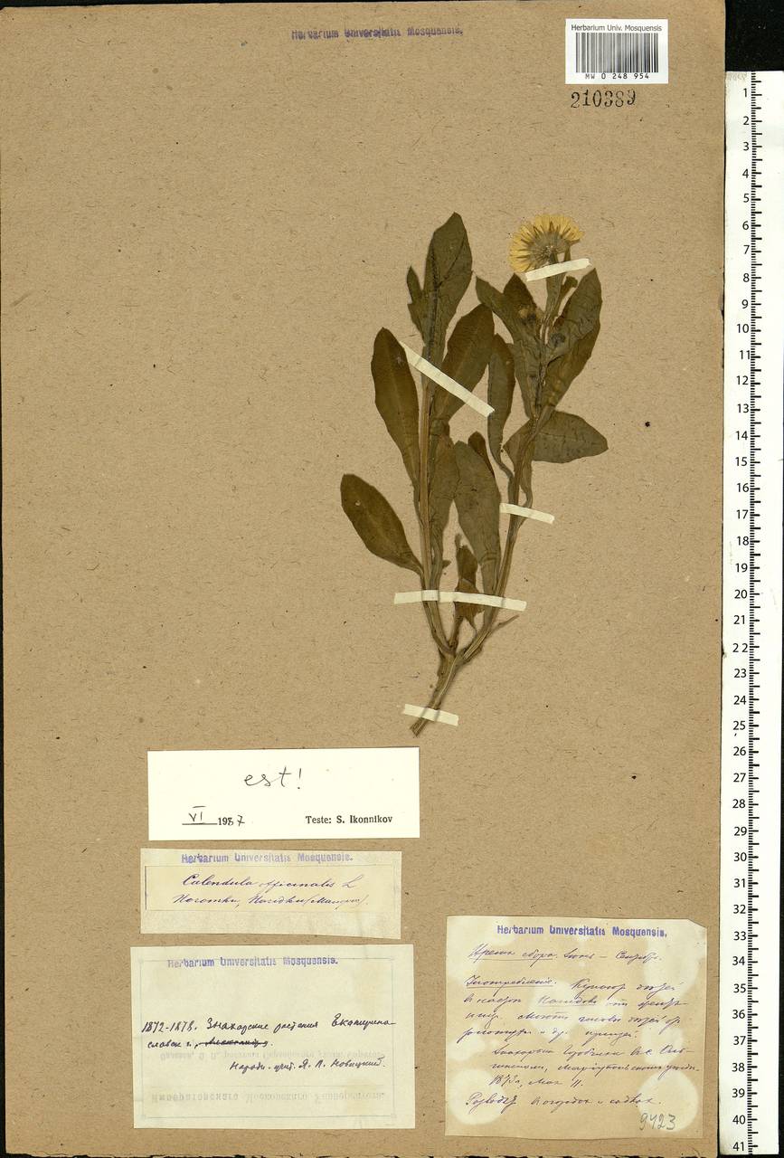 Calendula officinalis L., Eastern Europe, South Ukrainian region (E12) (Ukraine)