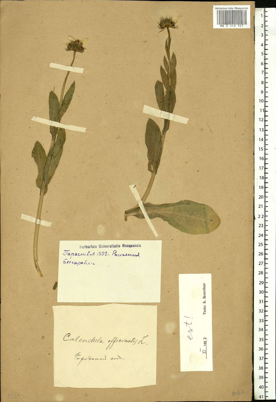 Calendula officinalis L., Eastern Europe, South Ukrainian region (E12) (Ukraine)