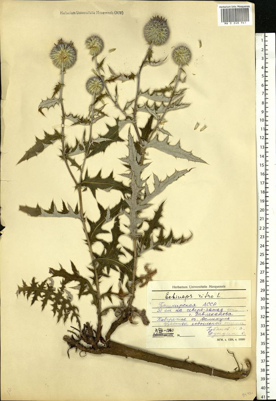 Echinops tataricus Knjaz., Eastern Europe, Eastern region (E10) (Russia)