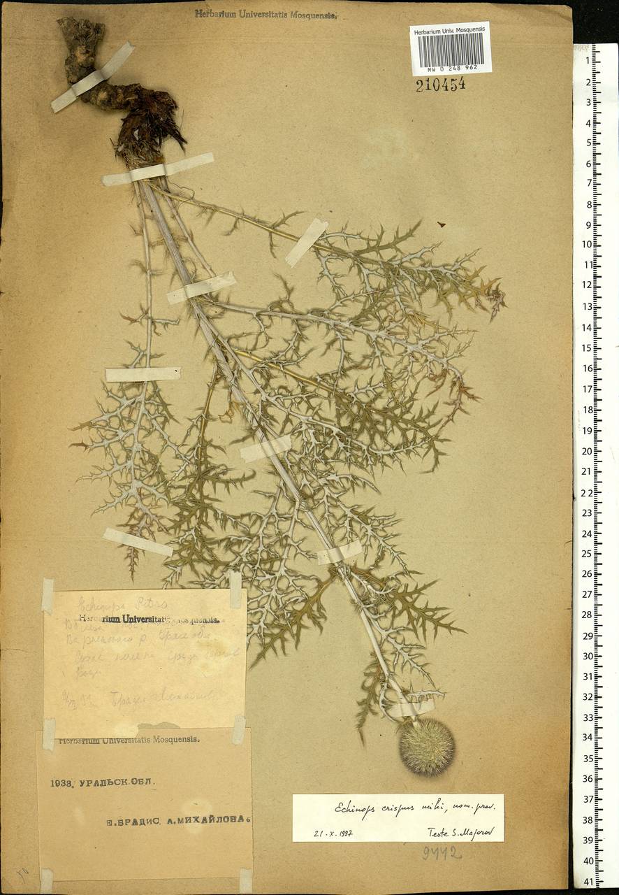 Echinops ritro subsp. ruthenicus (M. Bieb.) Nyman, Eastern Europe, Eastern region (E10) (Russia)
