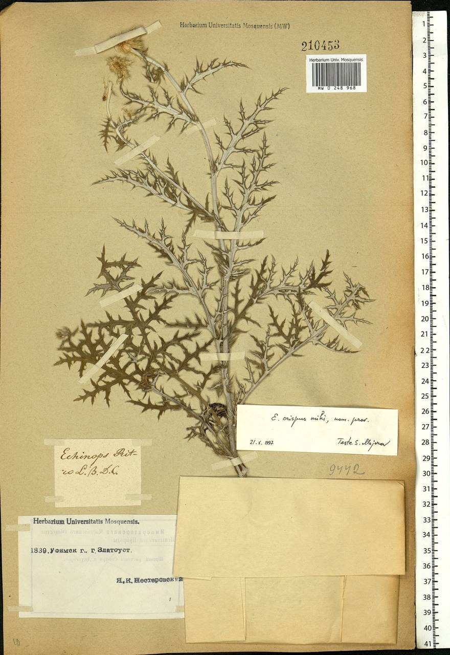 Echinops ritro subsp. ruthenicus (M. Bieb.) Nyman, Eastern Europe, Eastern region (E10) (Russia)