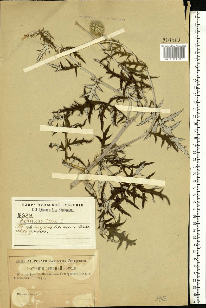 Echinops ritro subsp. ruthenicus (M. Bieb.) Nyman, Eastern Europe, Central region (E4) (Russia)