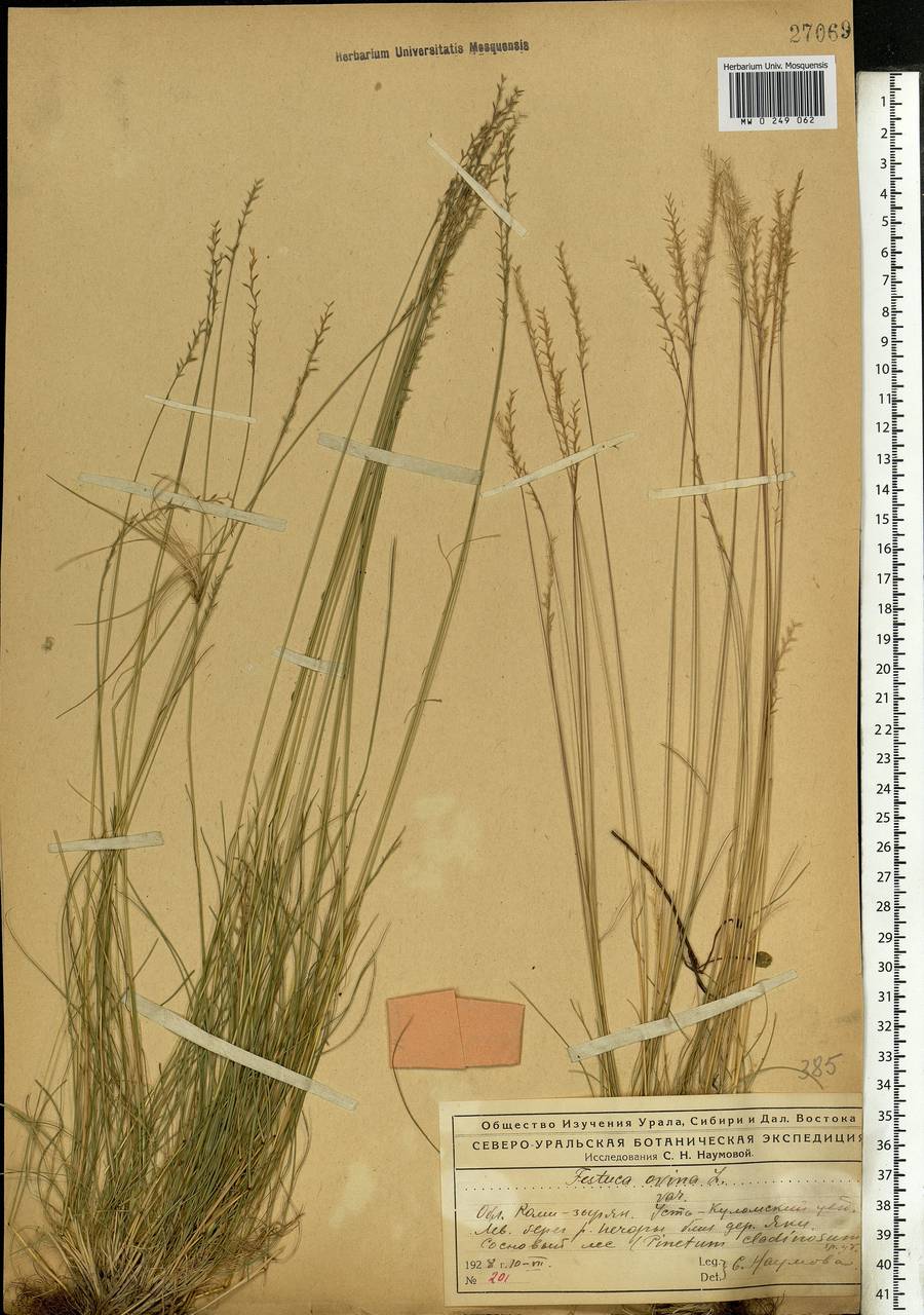 Festuca ovina L., Eastern Europe, Northern region (E1) (Russia)