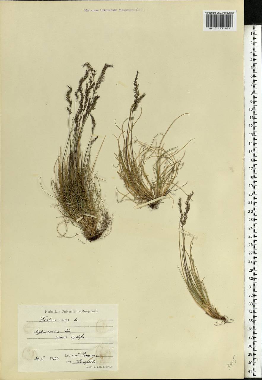 Festuca ovina L., Eastern Europe, Northern region (E1) (Russia)
