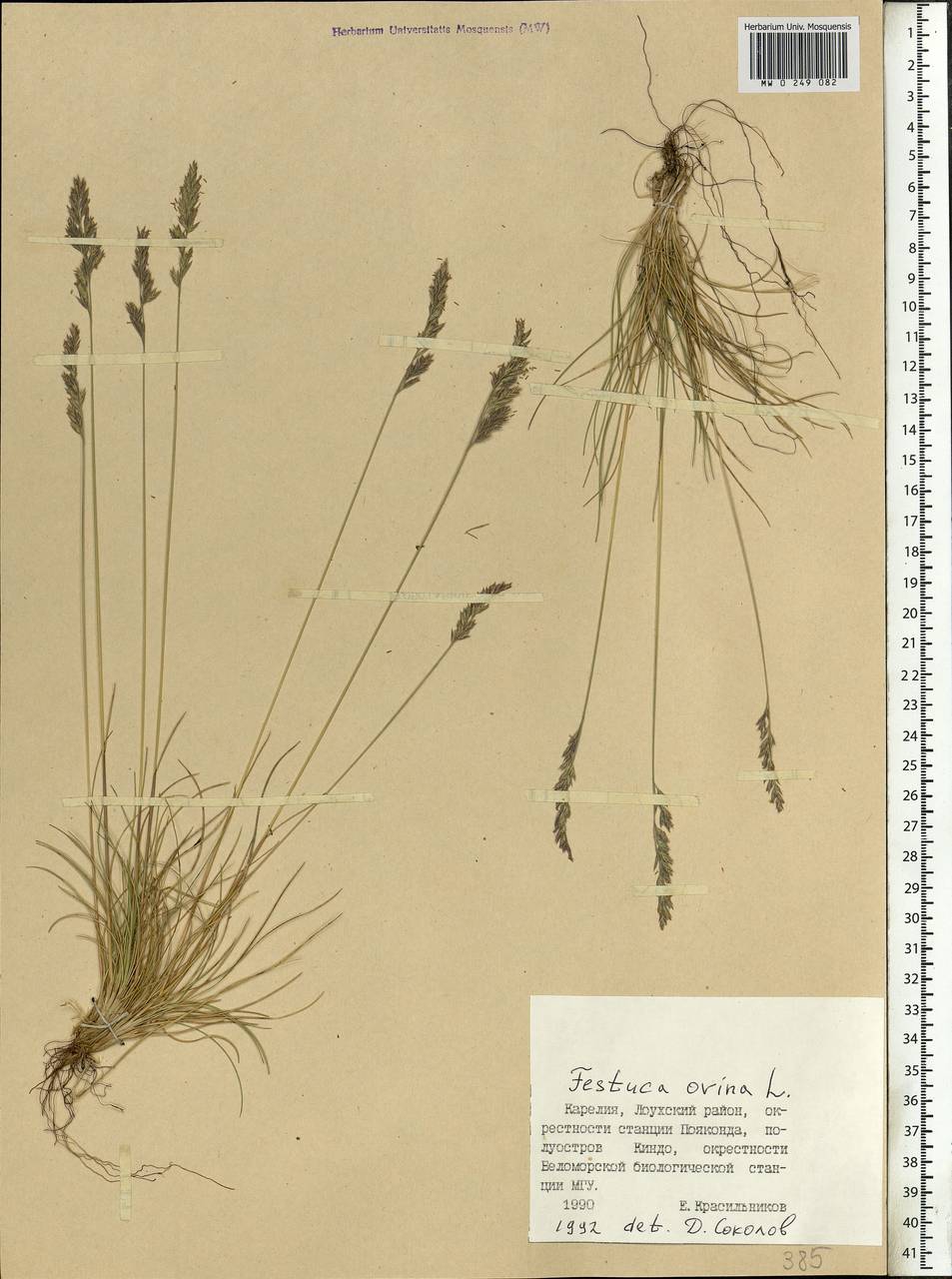Festuca ovina L., Eastern Europe, Northern region (E1) (Russia)