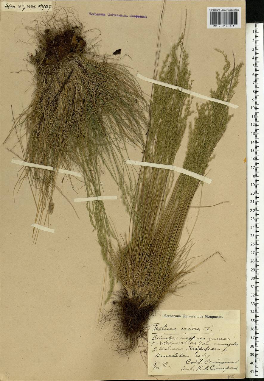 Festuca ovina L., Eastern Europe, Central region (E4) (Russia)