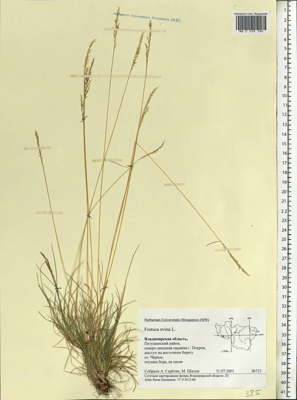 Festuca ovina L., Eastern Europe, Central region (E4) (Russia)