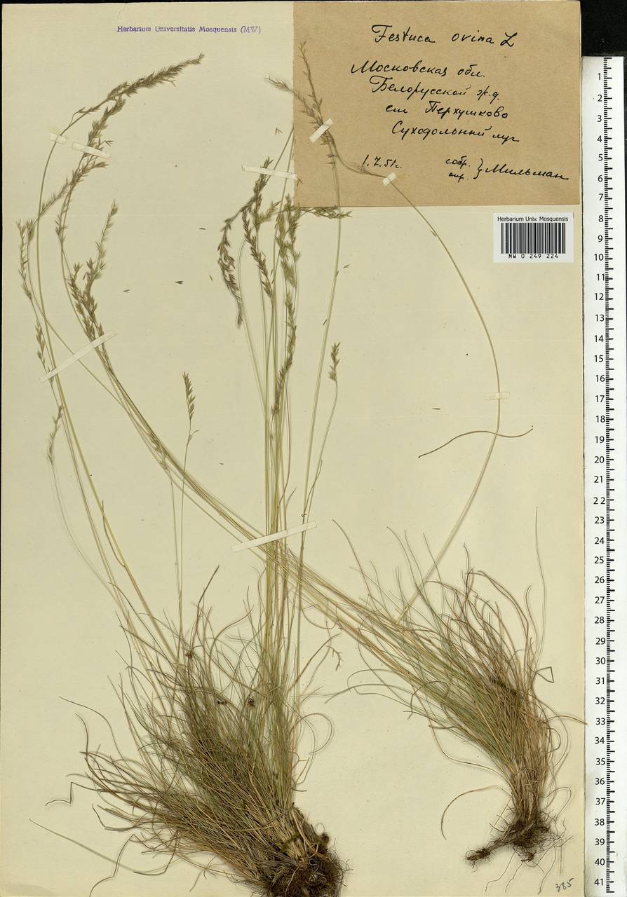 Festuca ovina L., Eastern Europe, Moscow region (E4a) (Russia)